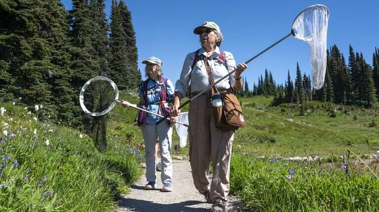 Mount Rainier butterfly researchers track climate change. What have they found?