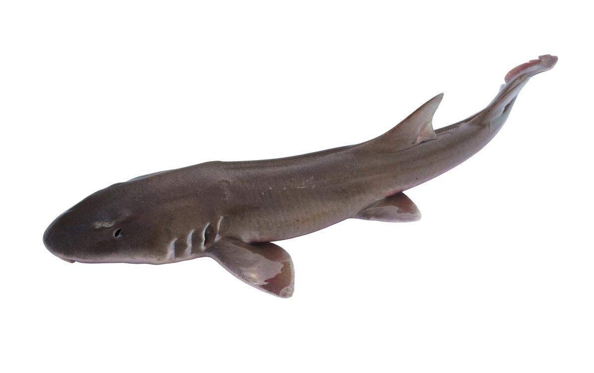 Brown catsharks are some of the smallest species of sharks, as they can grow up to 2.2 feet in length.&nbsp;