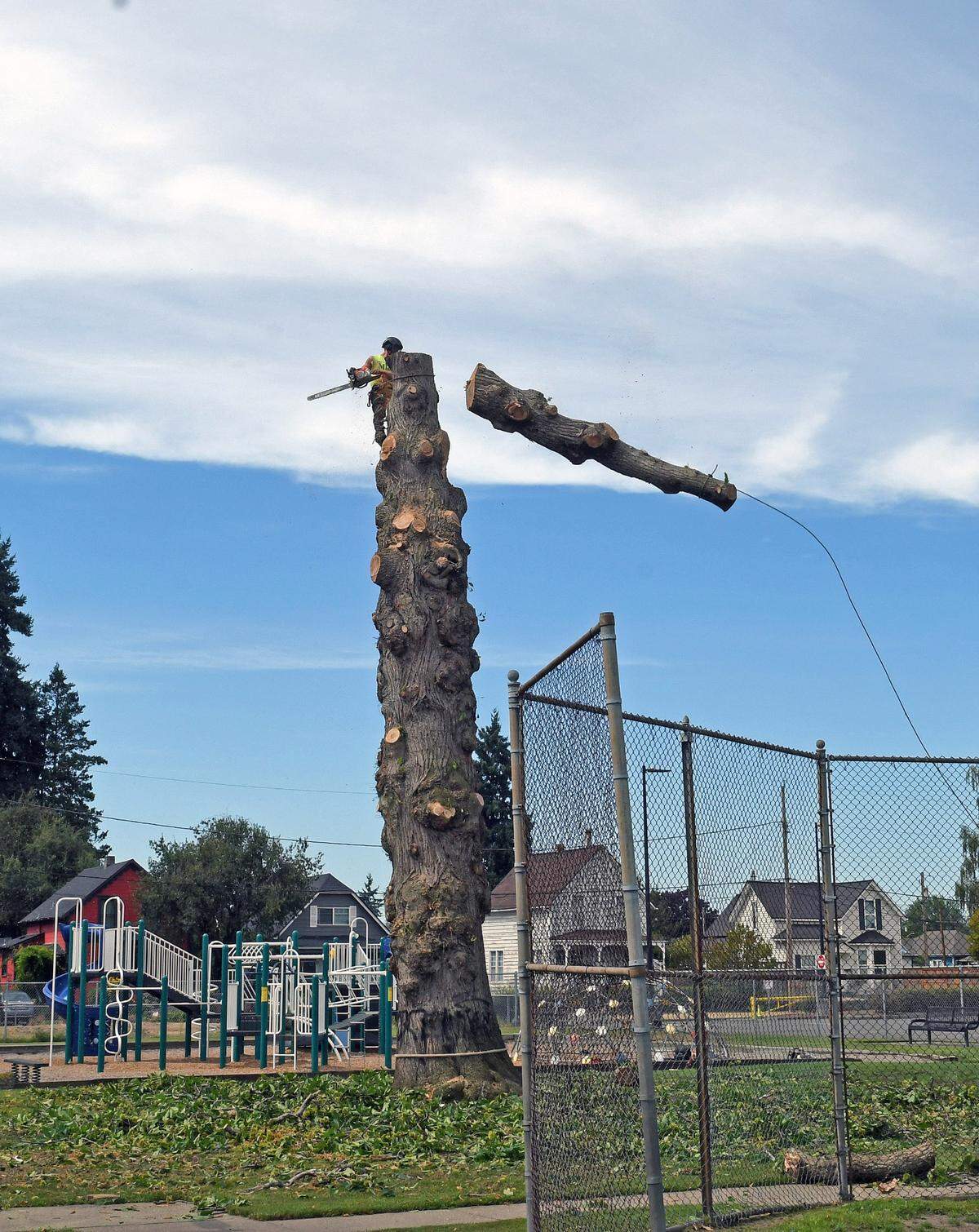 Crews felled the chestnut tree at Stewart Elementary School Aug. 17, 2023.