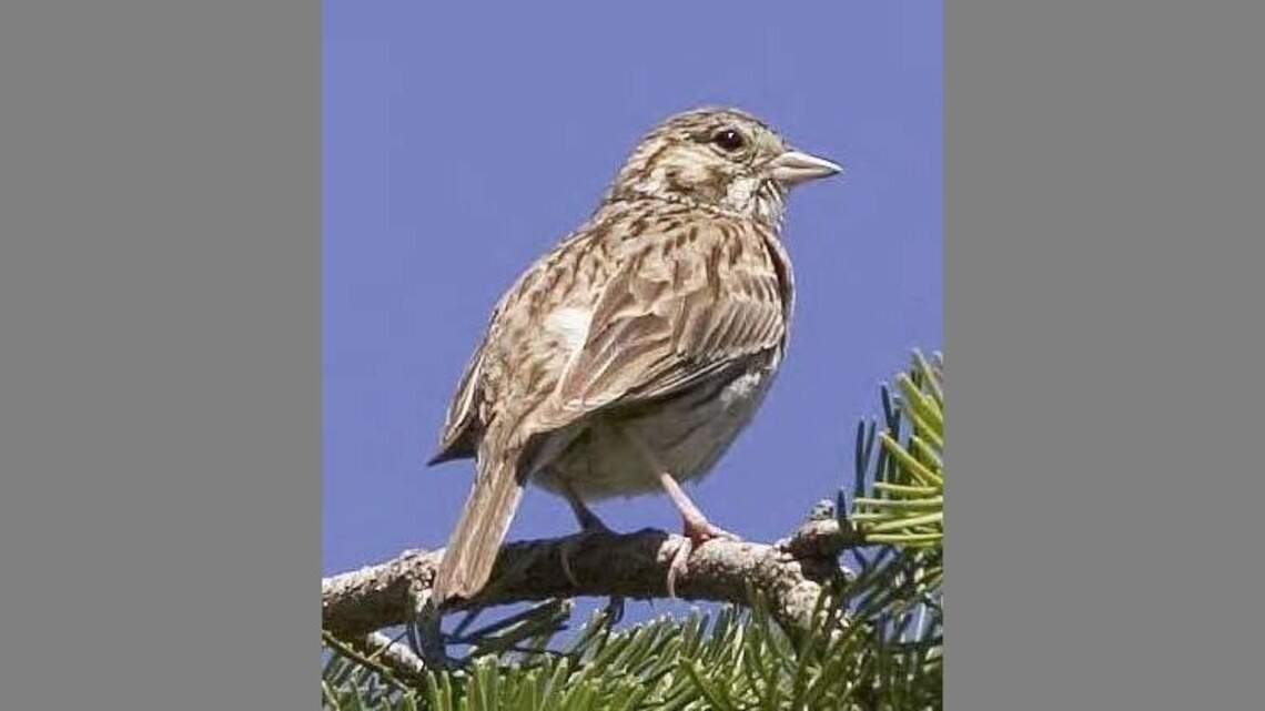 The little brown sparrow who sings of lost prairies