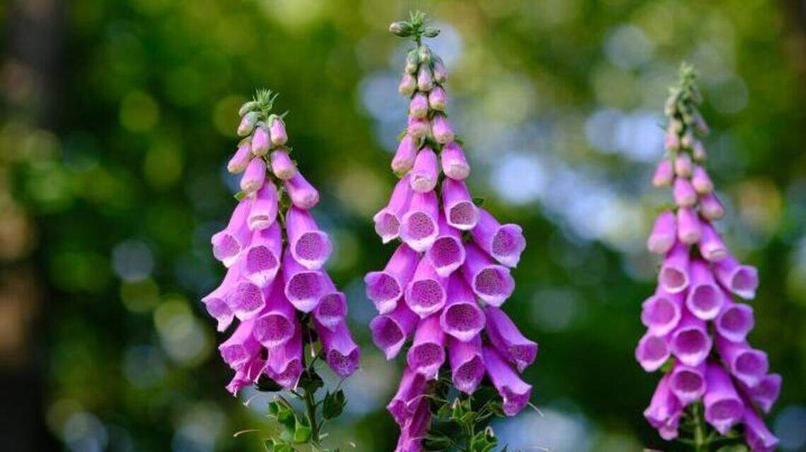 Summer is a little late, but the foxglove is right on time