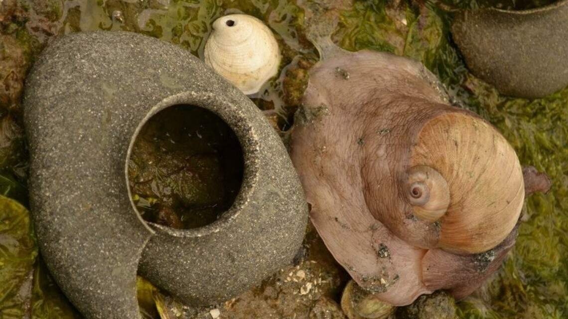 Those ‘rubber tire’ thingies on the beach? They’re signs of life