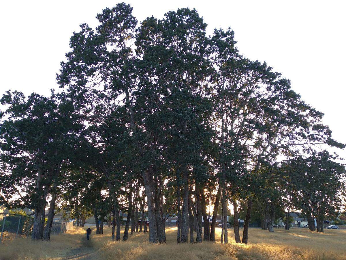 Garry oak trees stand at the former site of Oakwood Elementary School at 3230 85th St. S. in Lakewood in July 2021. Nearby residents used the grove as an impromptu park.