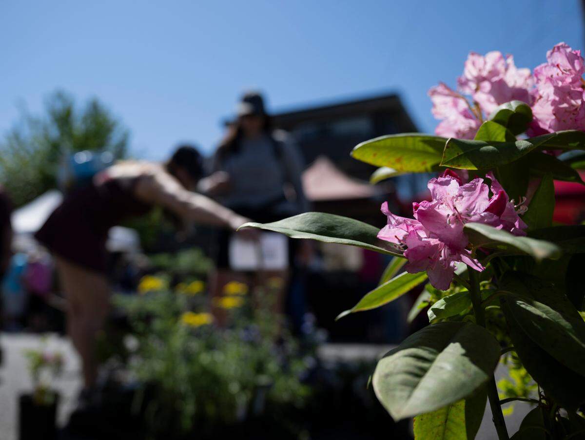 Native and edible plants are also available at the market, including the always intriguing selection from Gruber’s Calendula Farms in East Tacoma.