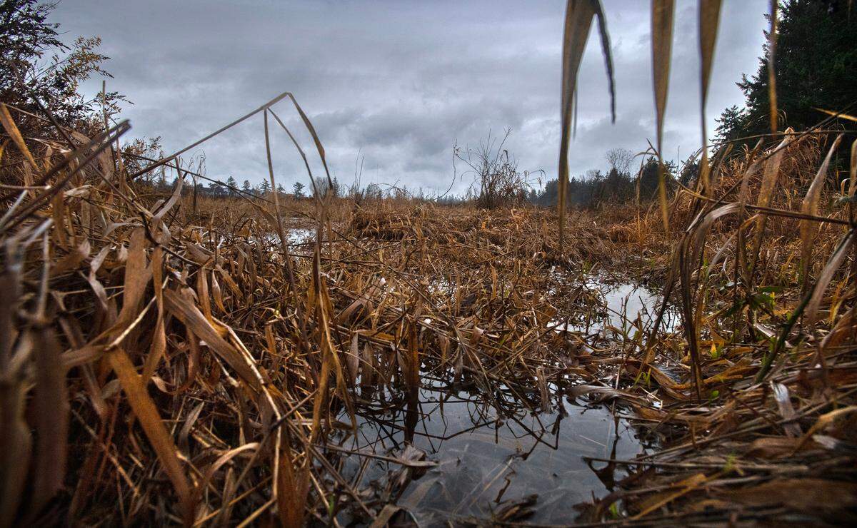 Nicholas Woody II died when he tried to escape a police pursuit by running into this swamp northeast of Woodlawn Avenue in Lakewood, Washington, shown on Wednesday, Dec. 6, 2023.