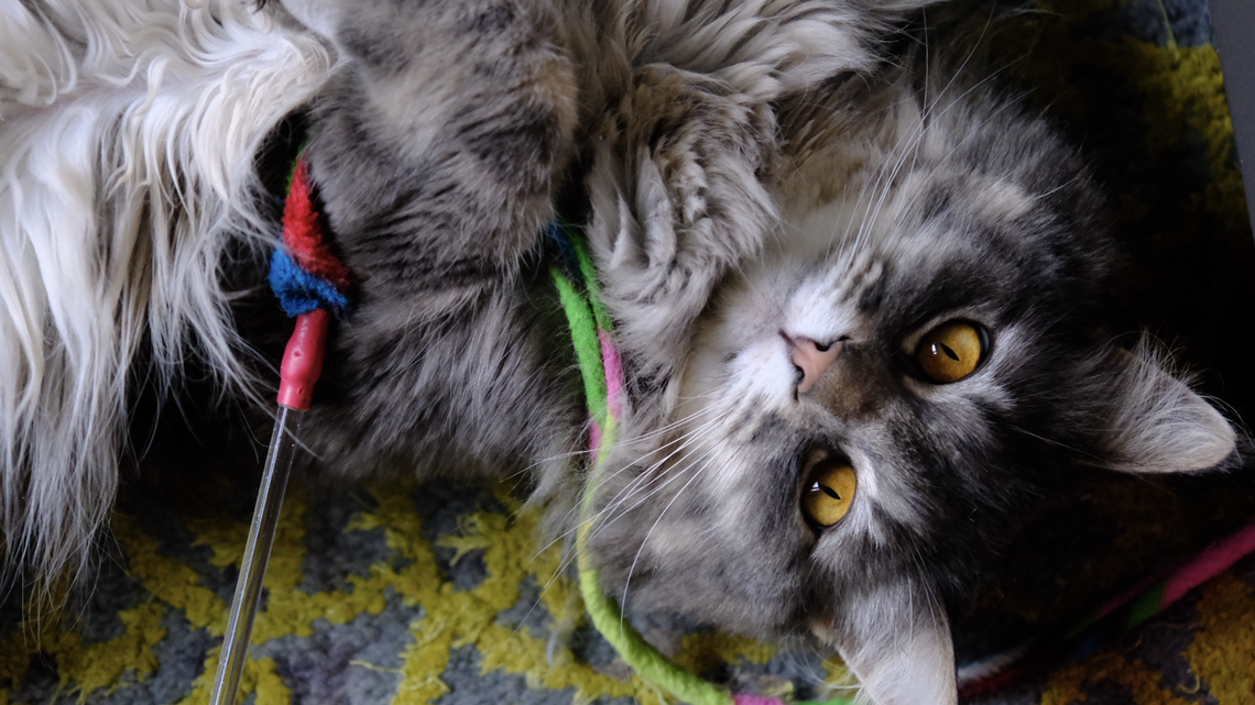 Fin, a 7-year-old long-haired tabby, received 1,500 votes in the Pierce County cutest cat competition, making him the cutest cat in the county.