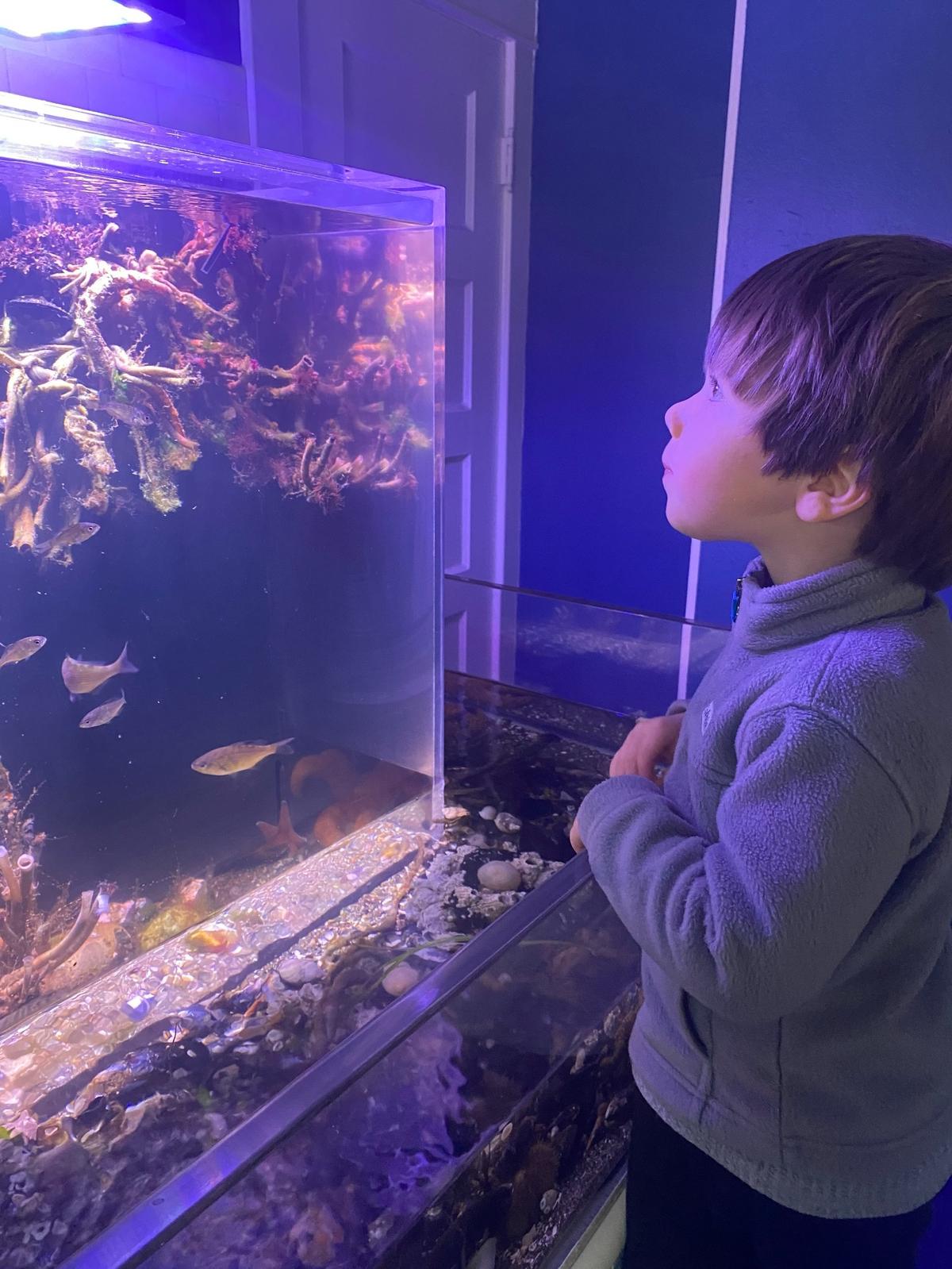 A kid watches an aquarium tank at the Skansie Interpretive Center where Harbor WildWatch is located.
