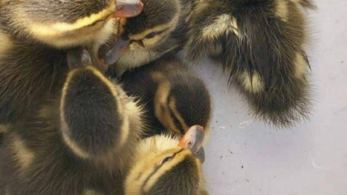 West Pierce firefighters rescued nine ducklings from a Lakewood storm drain on Tuesday.