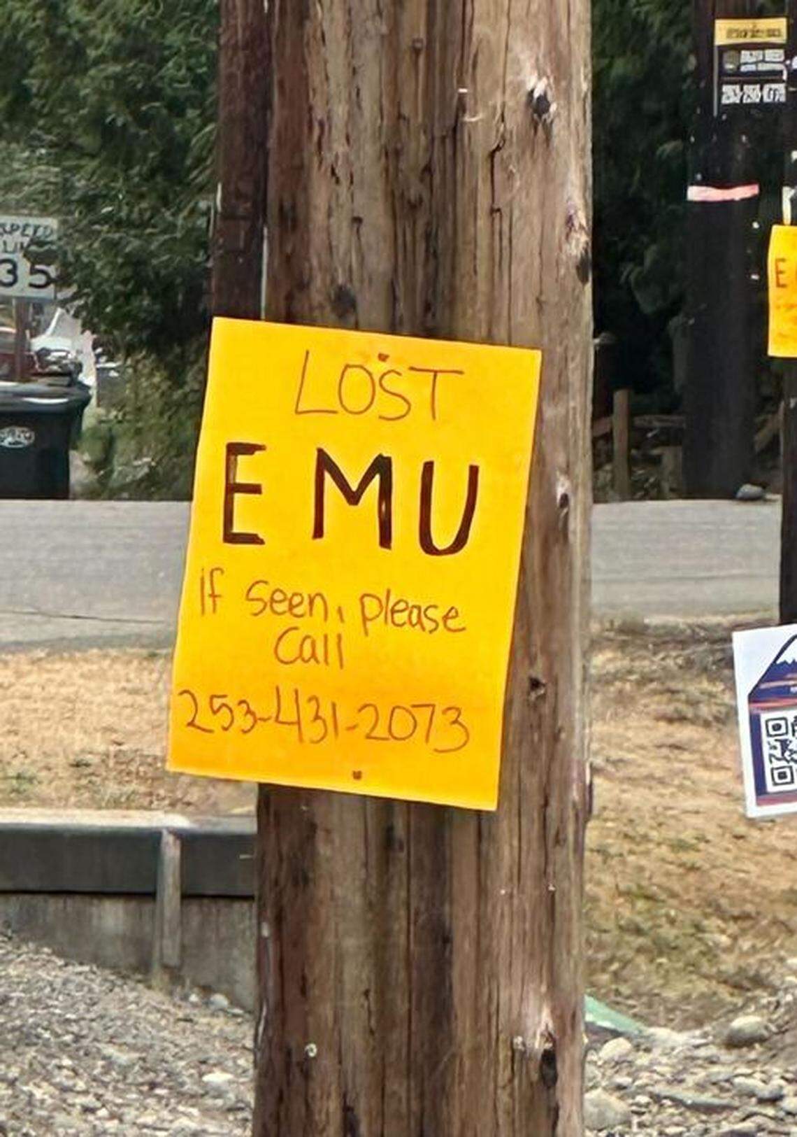 A Puyallup-area family has been searching for their missing emu since Saturday, Aug. 31, 2024.