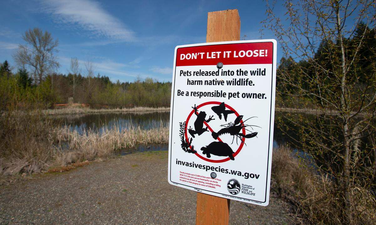 The water retention ponds near Saint Martin’s University in Lacey, Washington, have a problem with invasive African clawed frogs. The upper of three ponds is shown on Wednesday, April 6, 2022.