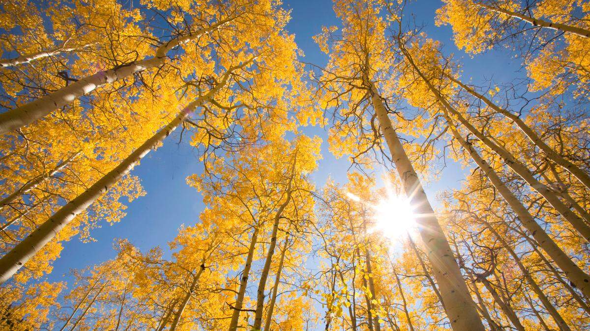 The metro-east will see minimal color by Oct. 7, according to the Smoky Mountains fall foliage prediction map. Here’s when you can expect peak color.