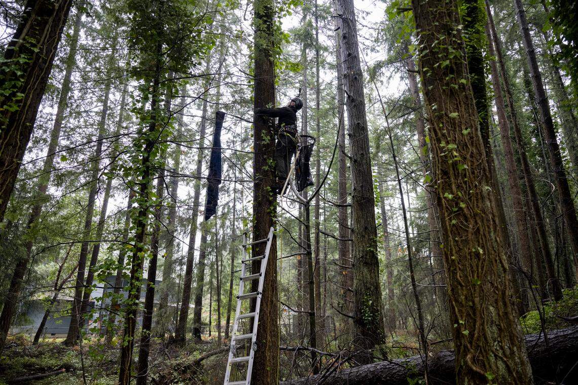 Tom Otto with Canopy Cat Rescue rescues Yeti, a cat that’s been stuck in a tree for over a day, on Friday, Jan. 2, 2026 in Lake Tapps.