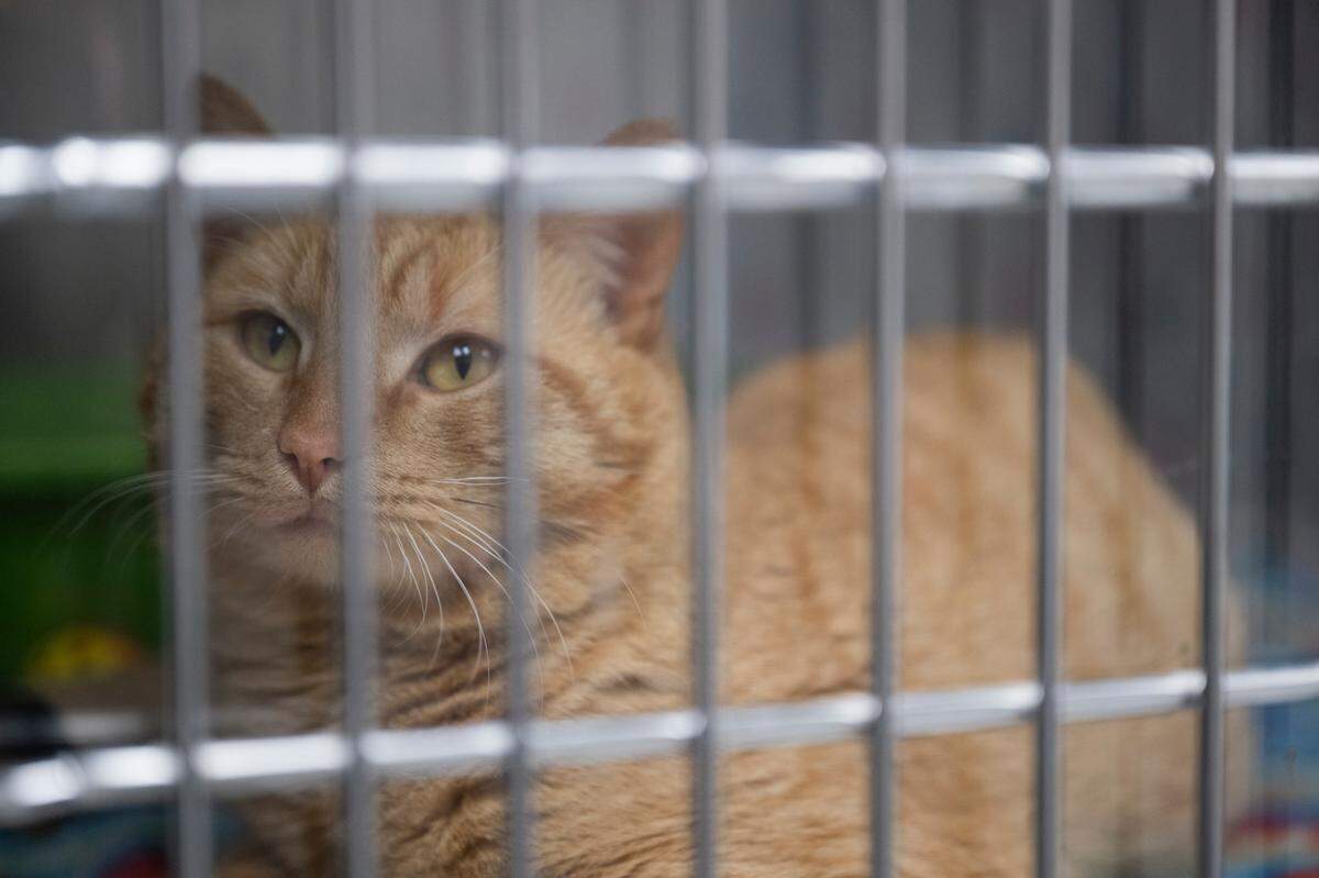 El Capitan is one of the adoptable cats at Metro Animal Services, on Thursday, April 10, 2025, in Puyallup, Wash.