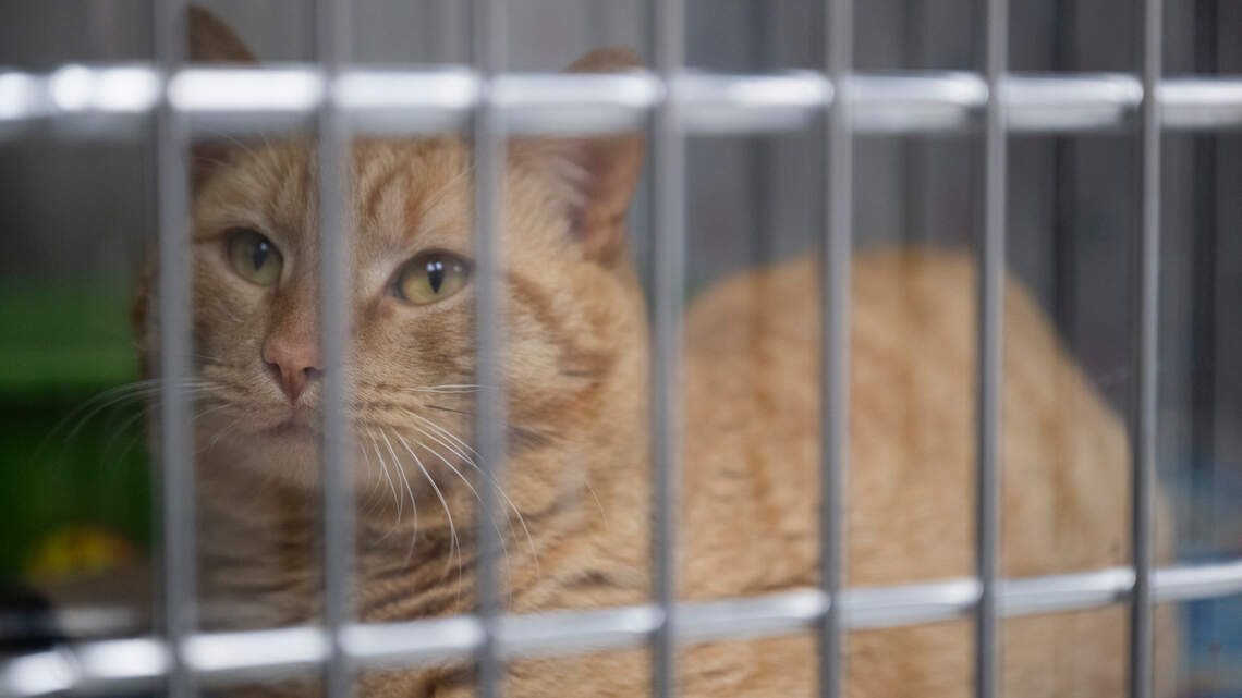Puyallup’s animal shelter is open again, months after it was forced to close