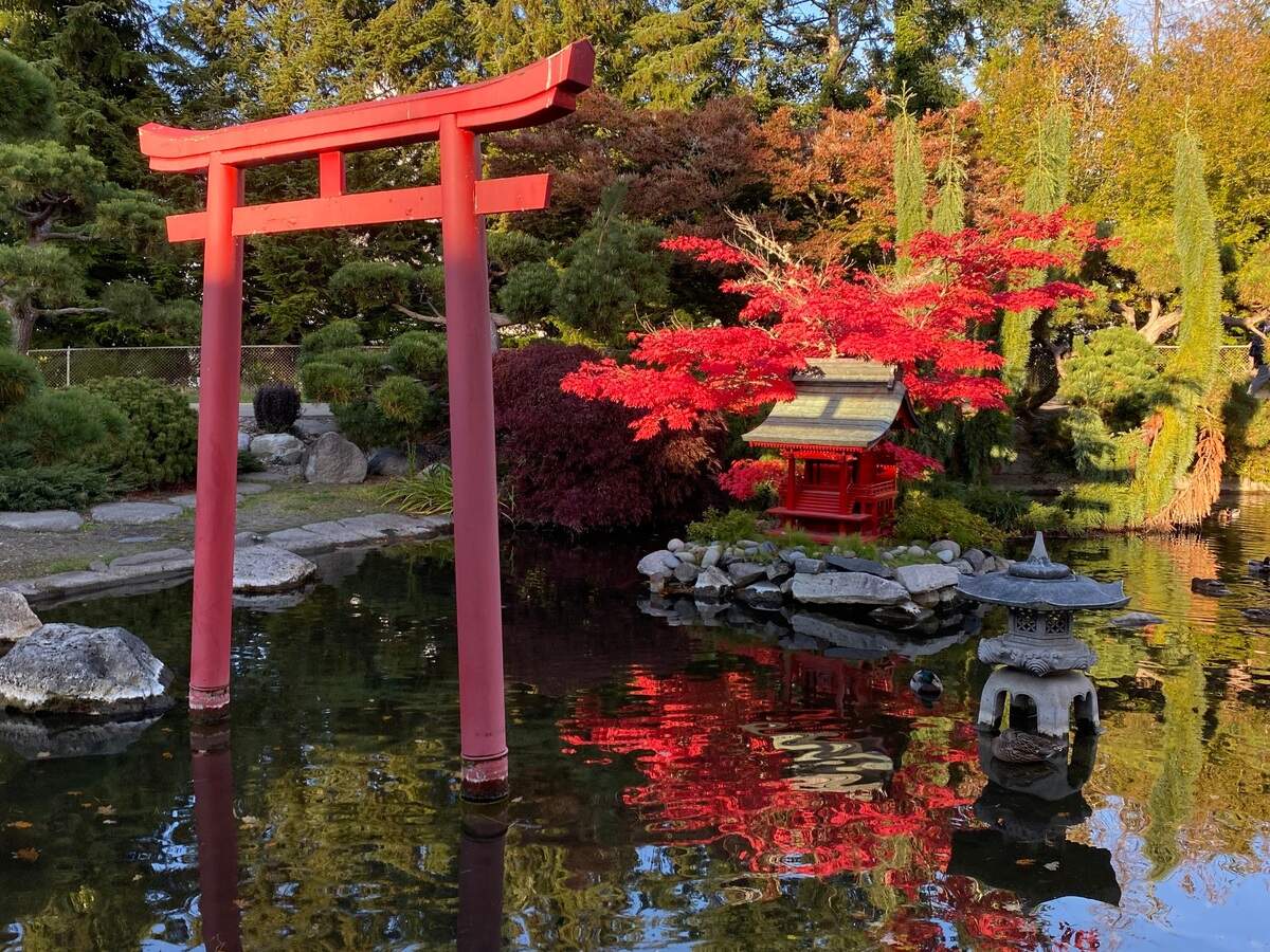 A torii gate sits in the pond of the upper Japanese garden at Point Defiance Park this week. A redesign of the garden has been on Metro Parks Tacoma’s to-do list for years.