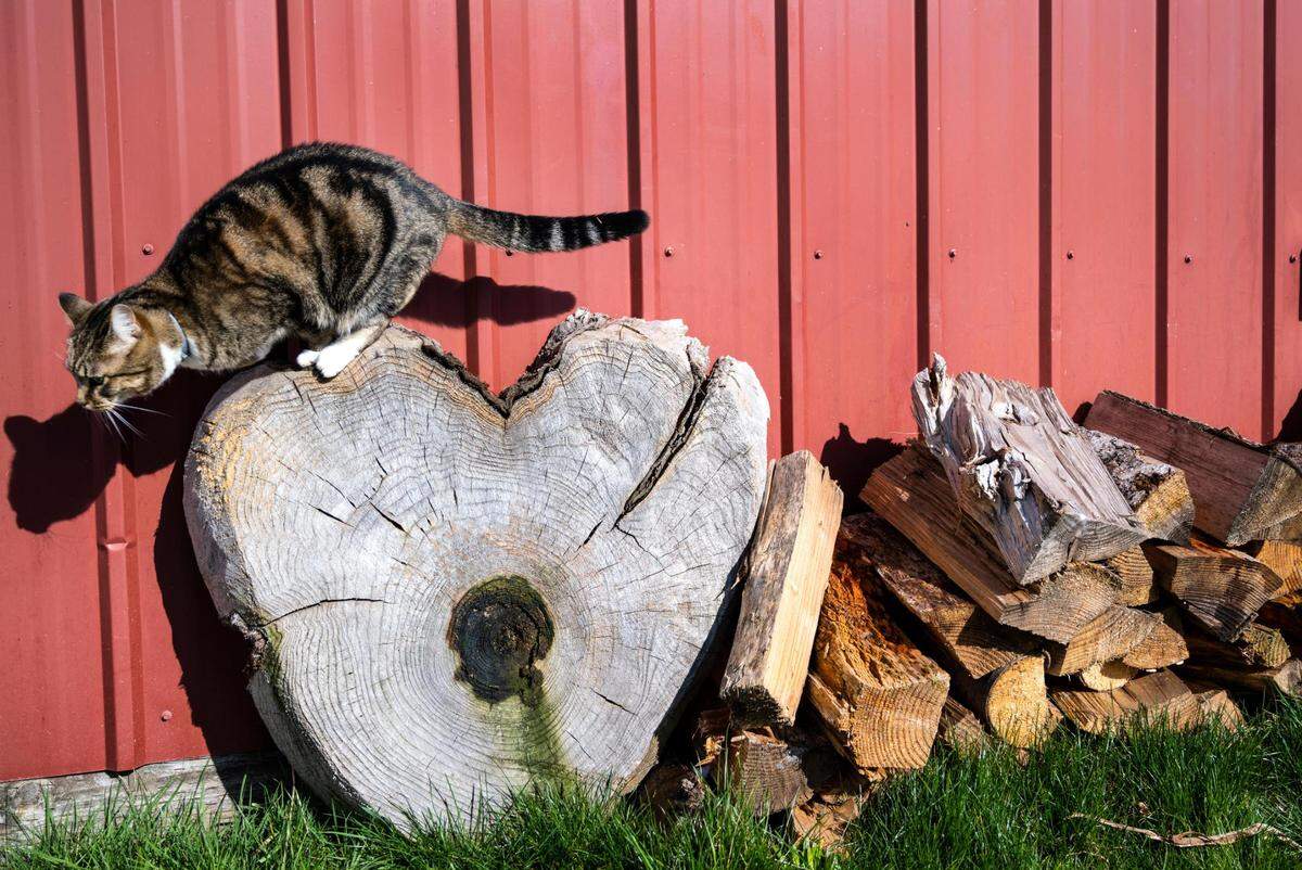 One of the farm cats, Happy, jumps from a tree stump that leans against the side of the barn at the farm on Thursday, Feb. 24, 2022, in Tacoma, Wash. Rose Island Farm is an Indigenous-owned family farm that provides skill share workshops, food and herbal supports for the BIPOC community.