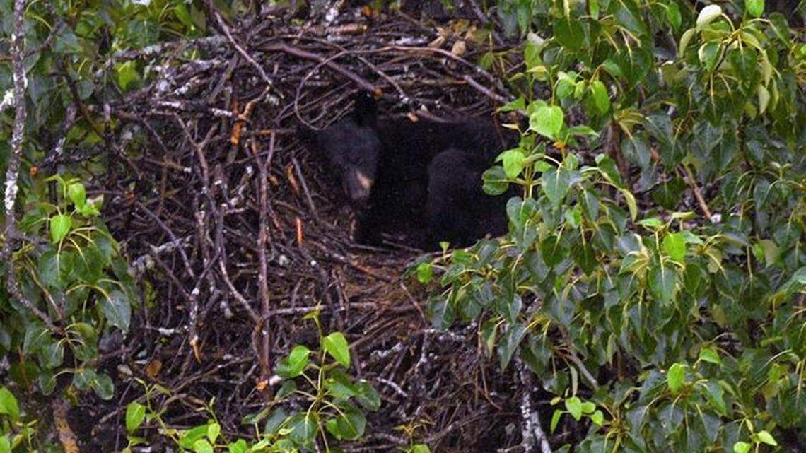 A small black bear made a bed in a bald eagle nest on July 17 at a military base in Alaska.