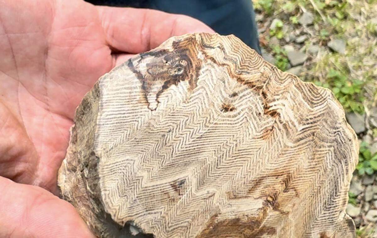 Nate White of Milton and a member of the Washington State Mineral Council shows a piece of cut and polished petrified wood while on a field trip with amateur rock hounds in the Cascade foothills Aug. 17.