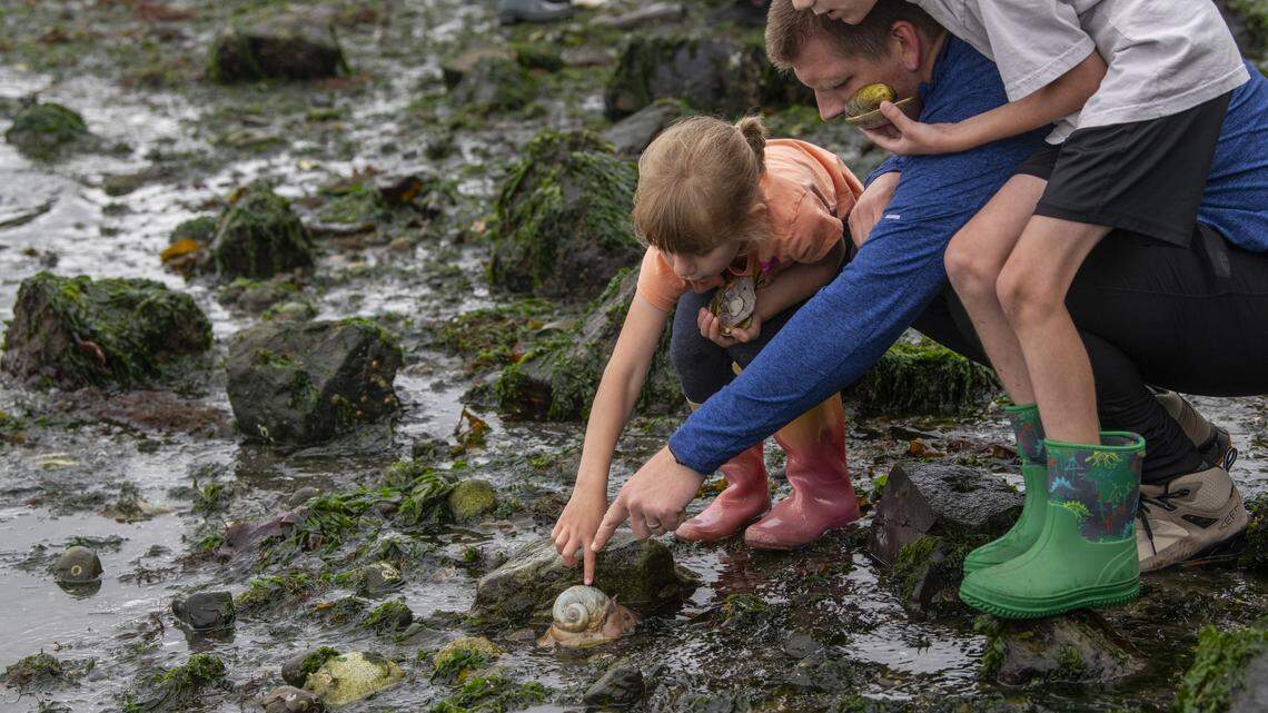 ‘Squeal of discovery.’ Guided tide-pool explorations return to Tacoma beaches