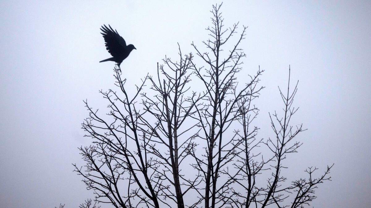 A crow takes flight in the thick fog in the parking lot at the Tacoma Mall in Tacoma, Washington, on Friday, Dec. 15, 2023.