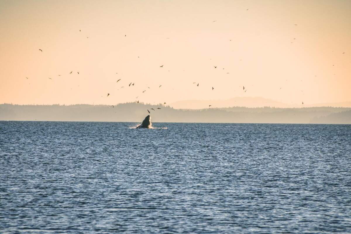 A humpback whale, Malachite, swims near the Purdy Sand Spit in November 2022.