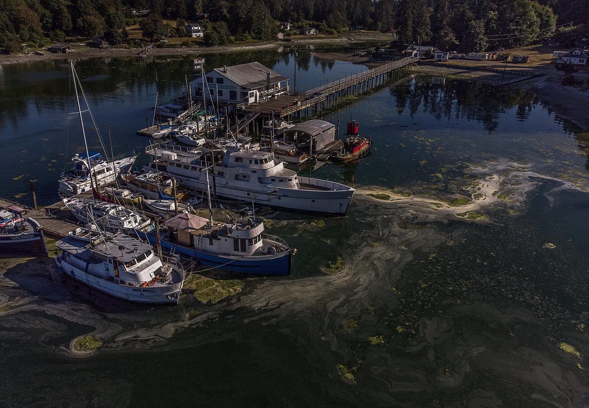 The low tides have washed up debris on Mayo Cove and the Lakebay Marina Tuesday, July 17, 2018.