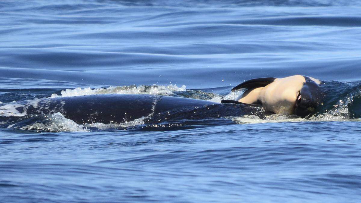The orca known as J35, or Tahlequah, has been pushing her dead calf for five days as of Saturday.