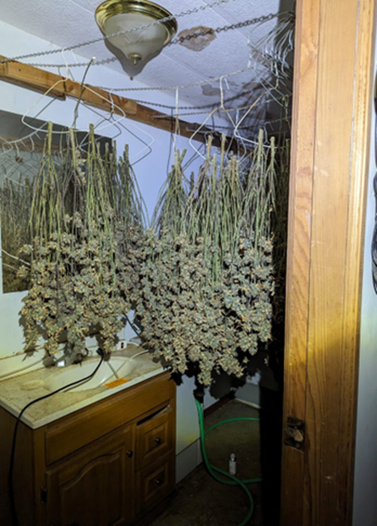 An illegal marijuana grow operation run by Chinese nationals was shut down by multiple Western Washington law enforcement agencies.