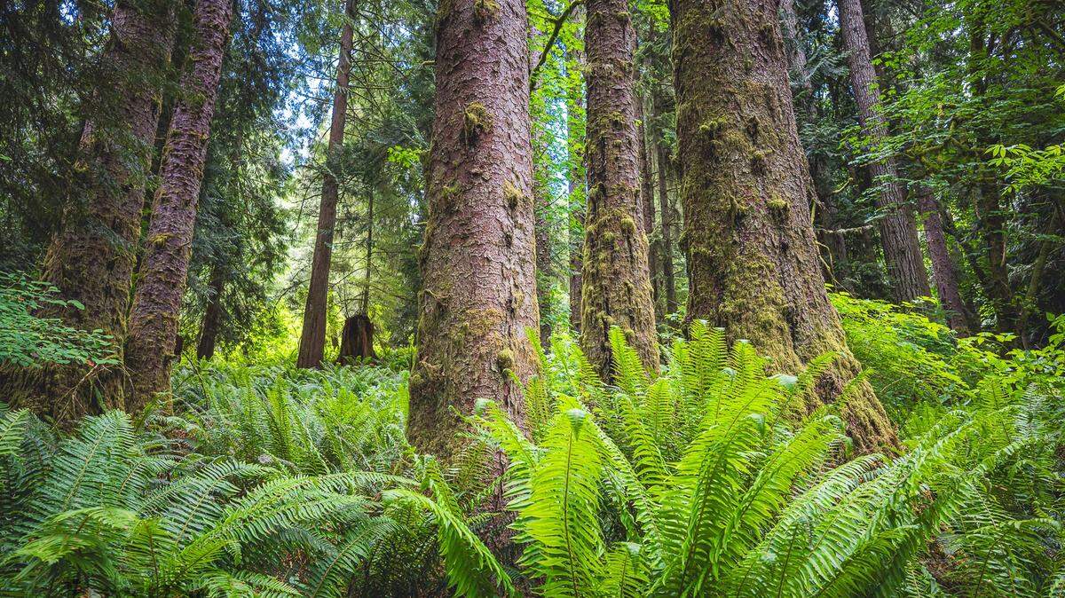Upon being sworn in last January, Department of Natural Resources Commissioner Dave Upthegrove announced a pause on harvesting certain structurally complex mature state forests.