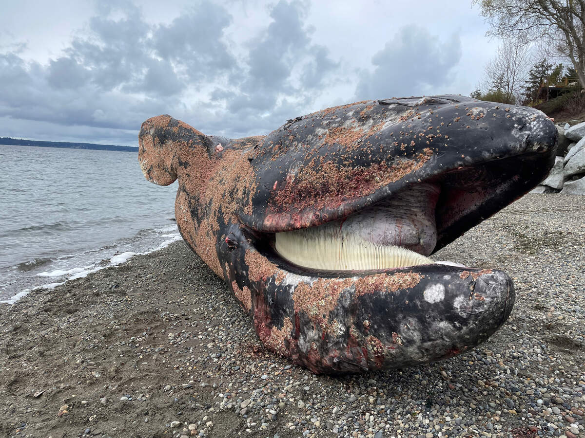A gray whale what washed up on a Fox Island beach April 1 showed signs of being struck by a vessel.