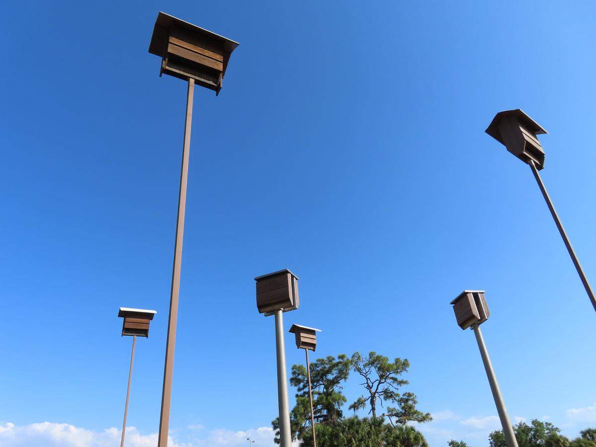 Bat houses are mounted high on poles to provide sunlight for the bats and protect them from predators on the ground.
