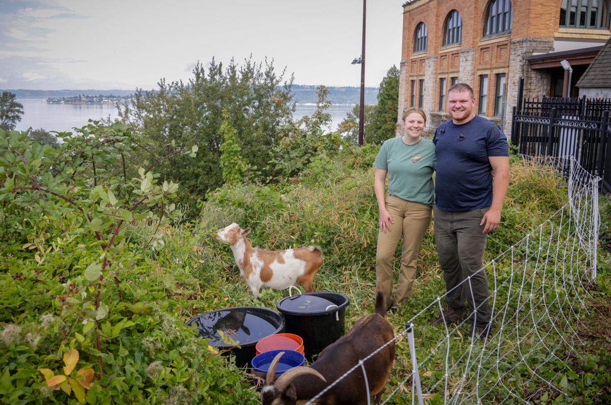 Evergreen Goat Rentals Brush Clearing was contracted to help remove weeds, blackberries and unwanted brush on the south end of historic Stadium Bowl at Stadium High School. The goats began their approximately two-week assignment on Tuesday, Aug. 20.