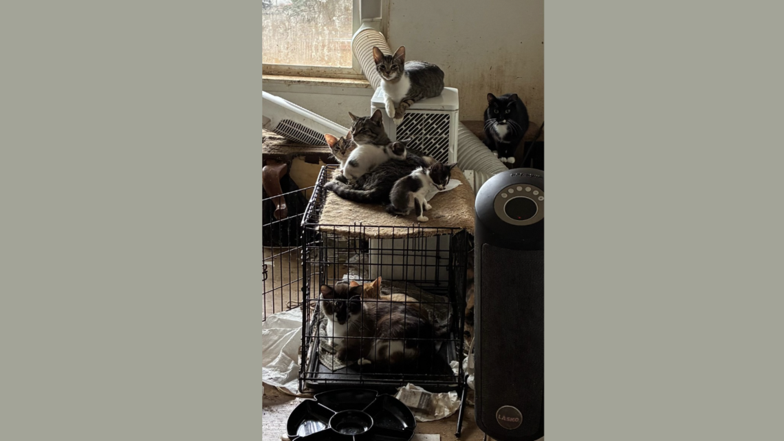 101 cats found in ‘rough’ conditions in Tacoma home, police say