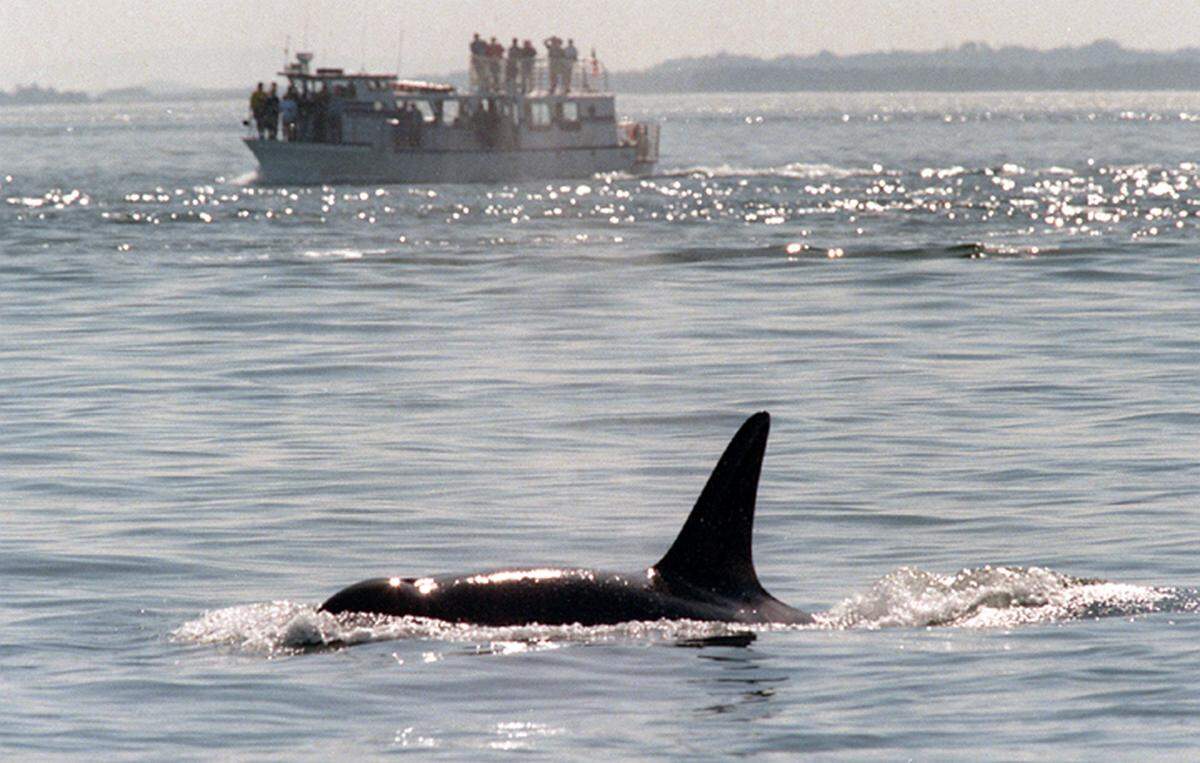 Passengers on a boat touring through the San Juan Islands watch killer whales surface nearby.