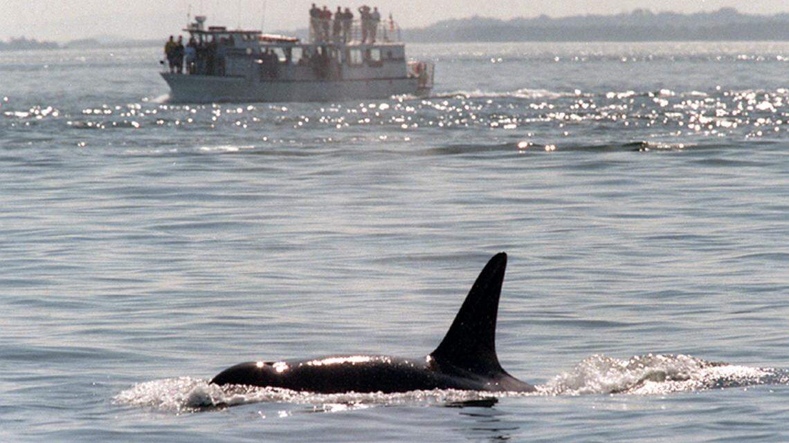 Passengers on a boat touring through the San Juan Islands watch killer whales surface nearby. Watching southern resident orcas from a boat wouldn’t be allowed under a new state task force recommendation; current guidelines advise boats to stay at least 200 yards away.