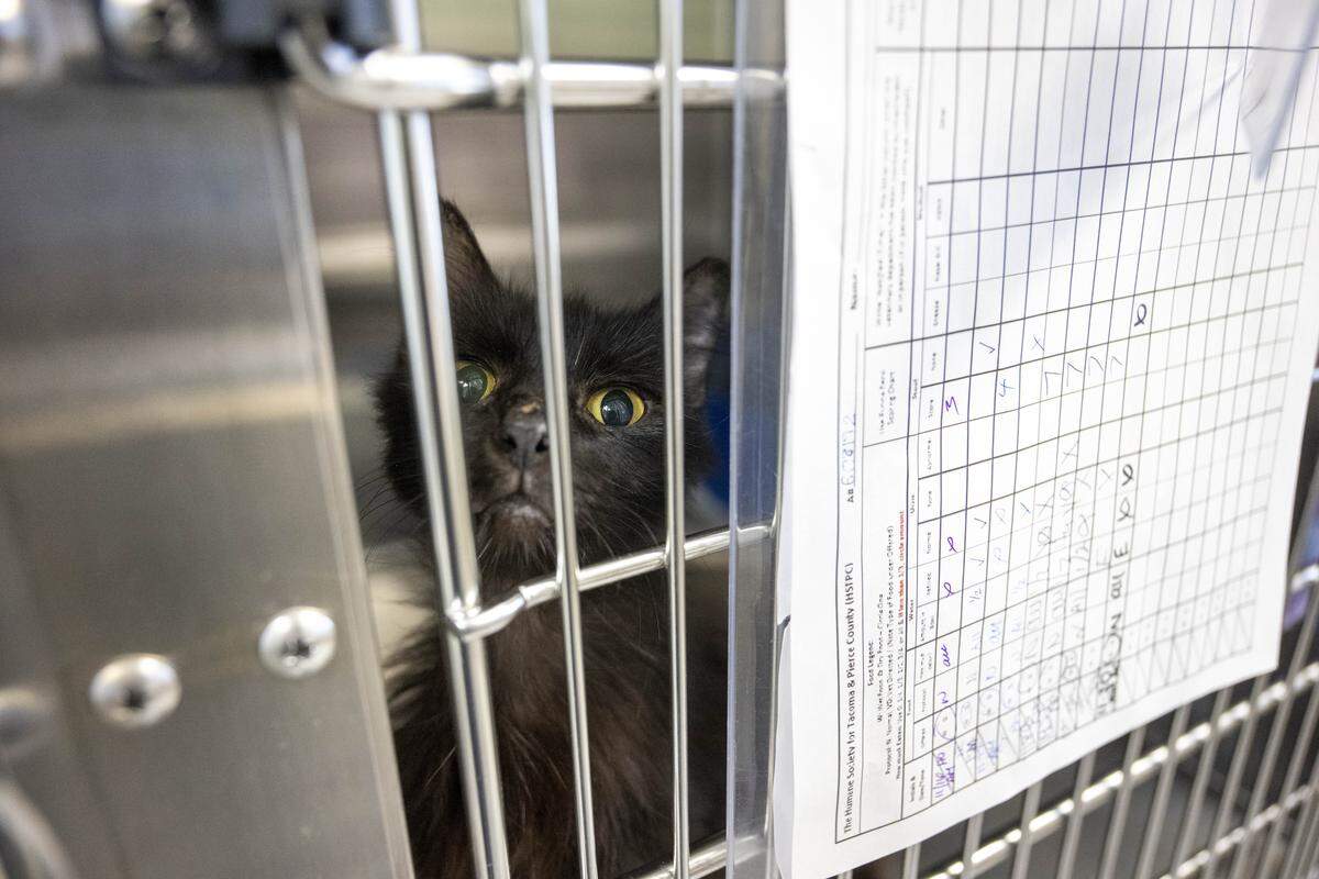 Alabama, one of dozens of cats seized from a U-Haul earlier this month, looks out from her cage at The Humane Society for Tacoma & Pierce County on Thursday, Nov. 20, 2025, in Tacoma, Wash.