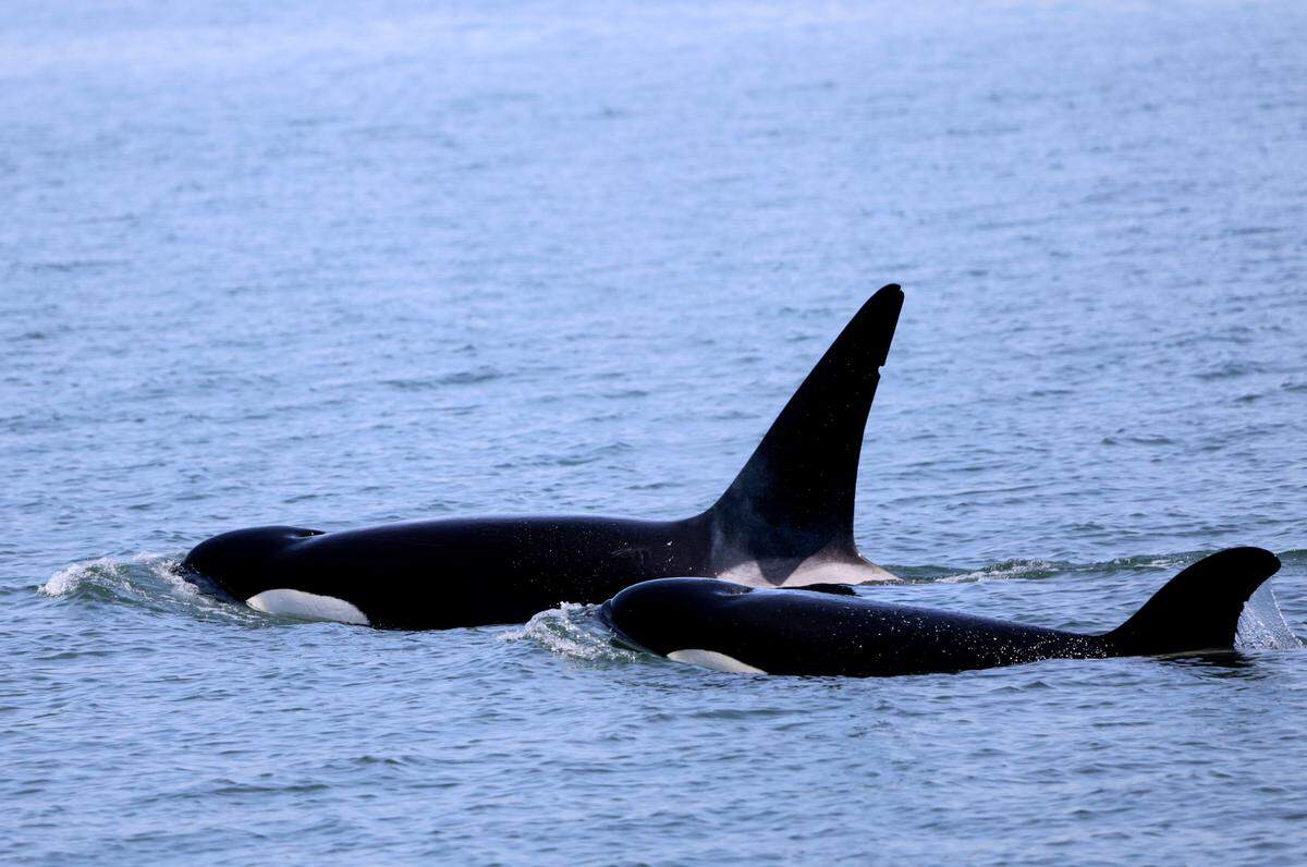 Bigg’s killer whale brothers Amir and Indy.
