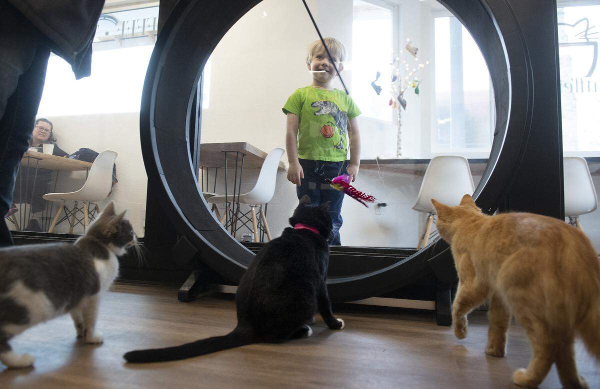 Quentin Thomas, 4, and his mom, Emily Thomas (background left) of Tacoma wait for their turn with the felines at Catffeinated cat cafe on Sixth Avenue in Tacoma on Tuesday, Dec. 17, 2019. Customers can sip coffee and tea drinks as they interact with adoptable cats and kittens.
