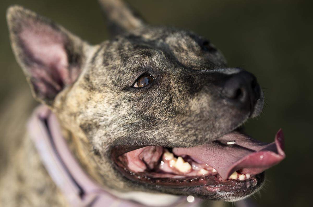 Sugar is Paige Calcagni's rescue dog, who is in the top 10 of People's World's Cutest Rescue Dog Contest, on Wednesday, Sept. 3, 2025, in Tacoma, Wash.