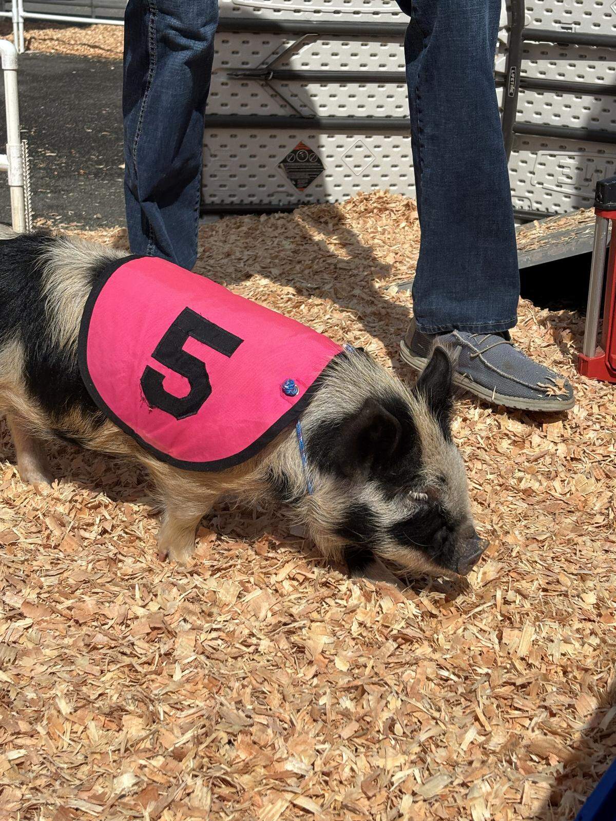 One of the racing pigs right after she finished running around the track on April 9, 2025, in preparation for the Spring Fair.