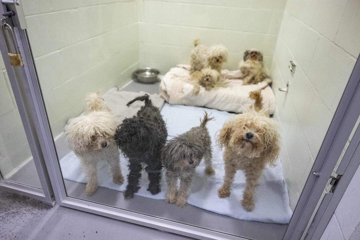 A group of dogs, brought to The Humane Society for Tacoma & Pierce County by animal control after their owners surrendered them, look out from their kennel on Thursday, Nov. 20, 2025, in Tacoma, Wash.