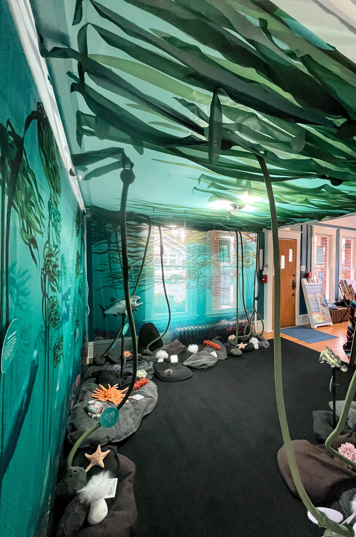 The immersive bull kelp exhibit at Harbor WildWatch will be on display through April.