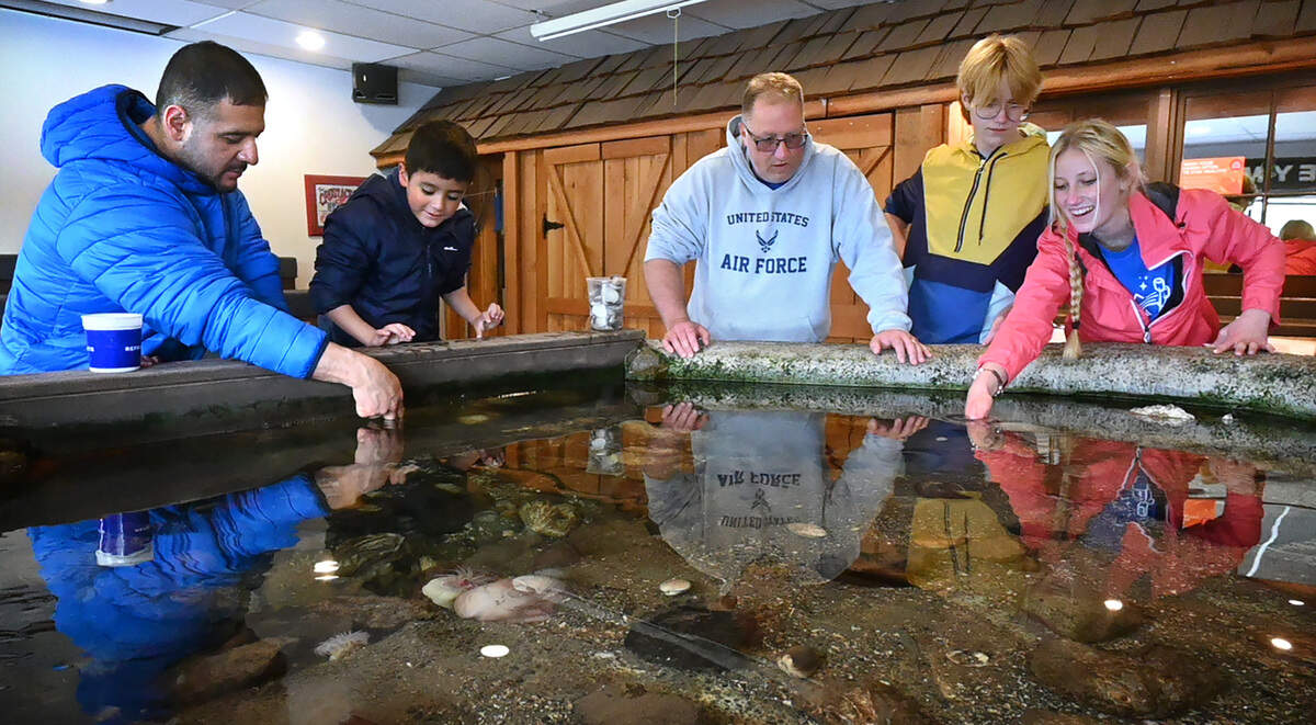 Families explore the tide pool touch tanks during the Camp Corral military family weekend at YMCA Camp Seymour on the Key Peninsula on Saturday, May 14, 2022.