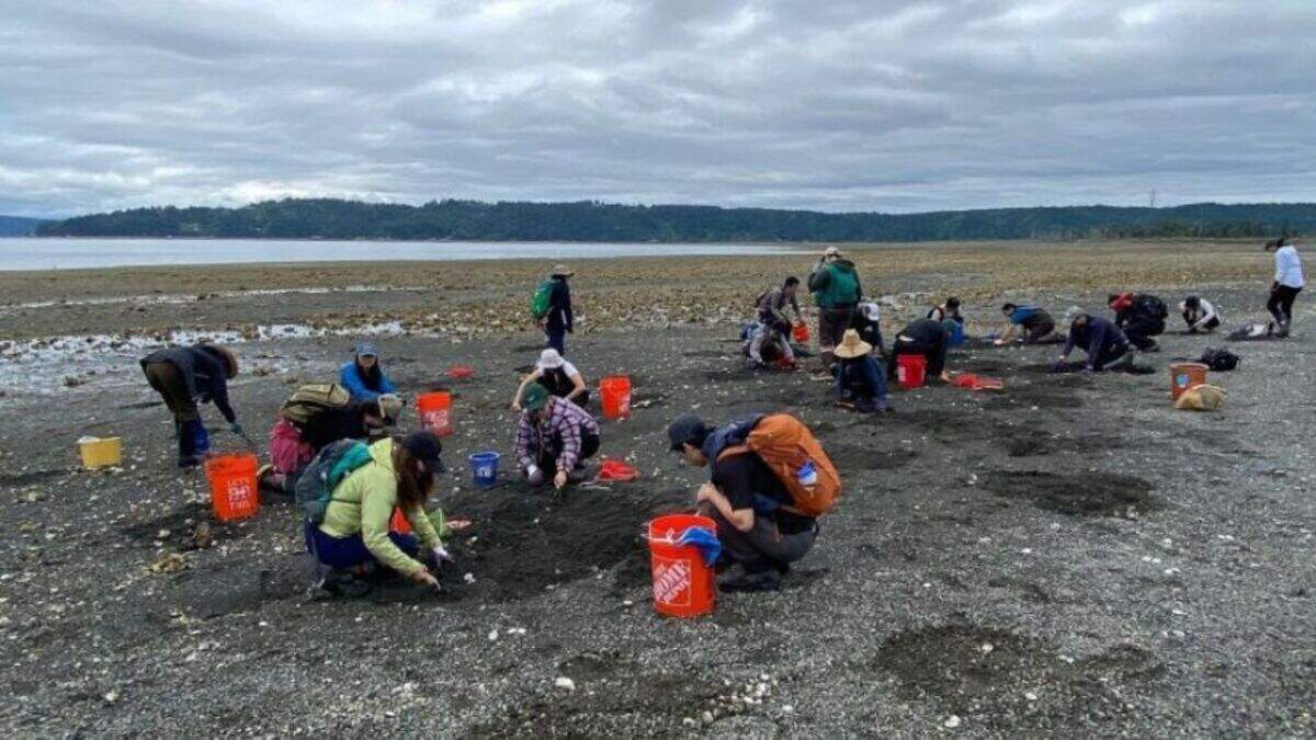 Shellfish harvesting on the Puget Sound.