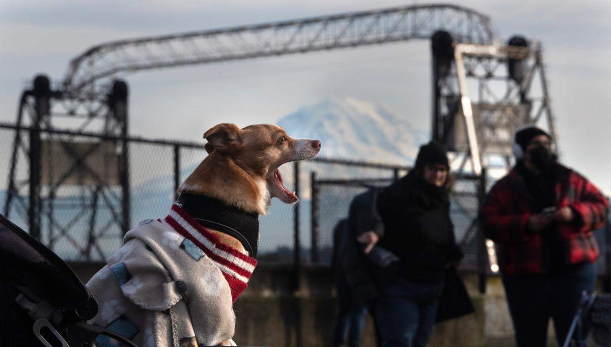 Buddy the a dog joined owner Paul Harris of Graham to keep an eye on the action during the “End the Attacks on the People!” protest rally at Fireman’s Park in downtown Tacoma, Washington, on Monday, Jan. 20, 2025.