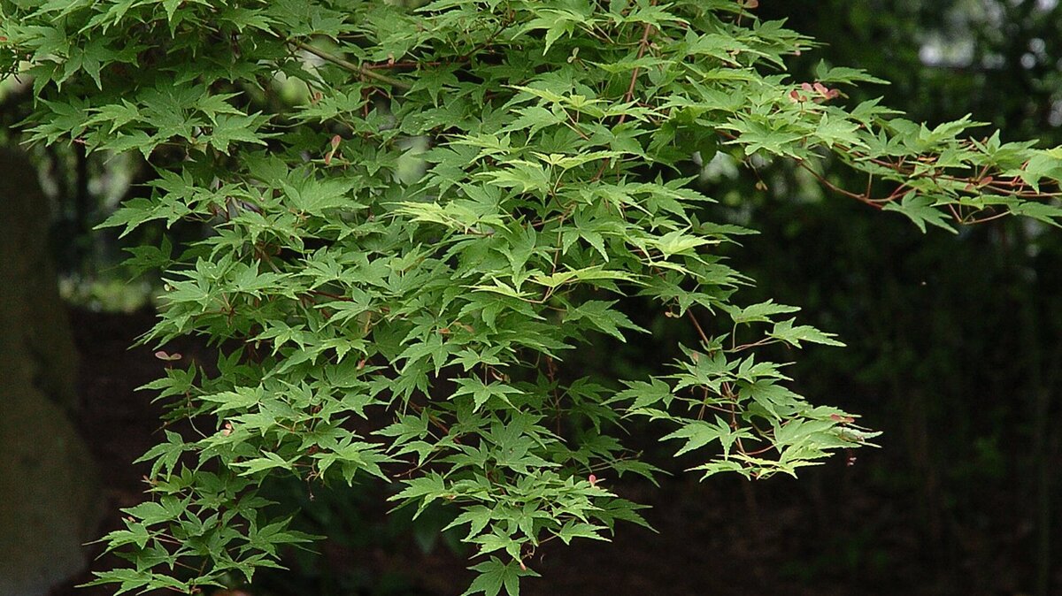 Japanese maples make an excellent top layer for those using the layered landscape approach.