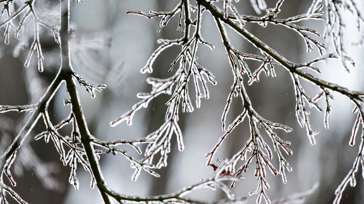 Ice coats a tree’s branches after freezing rain left Western Washington under a coating of ice Friday morning in Tacoma, Wash. on Dec. 23, 2022.