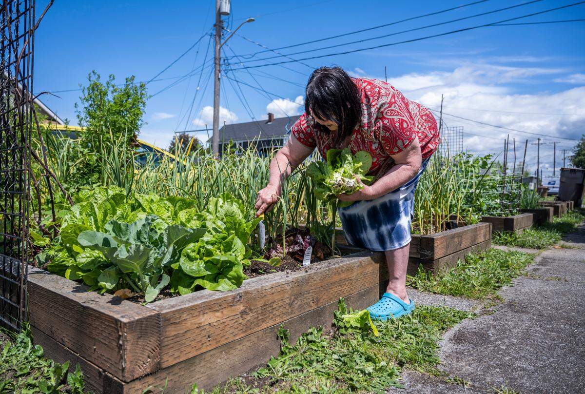 Olga Slutkovskaya works in her garden outside of her home on South 16th Street on Monday, June 6, 2022 in Tacoma. Slutkovskaya has been growing her garden for 20 years and enjoys sharing her food and knowledge from the garden with the neighborhood.