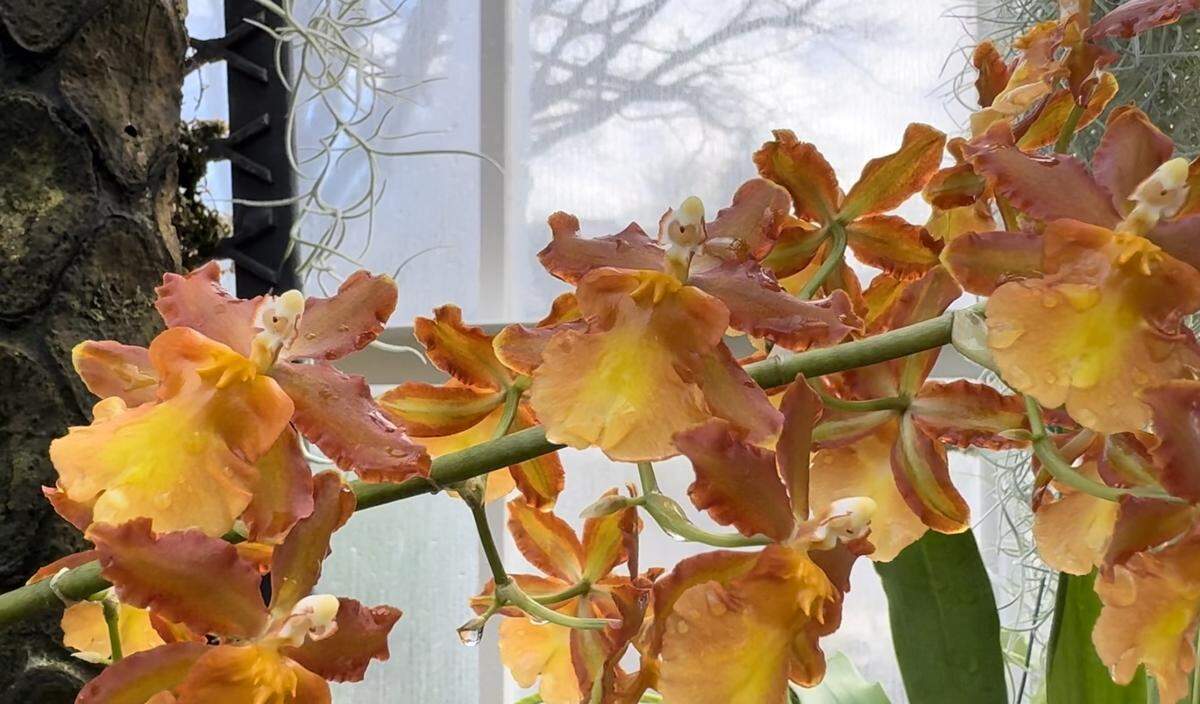 An orange orchid grows in the W.W. Seymour Conservatory in Tacoma’s Wright Park.