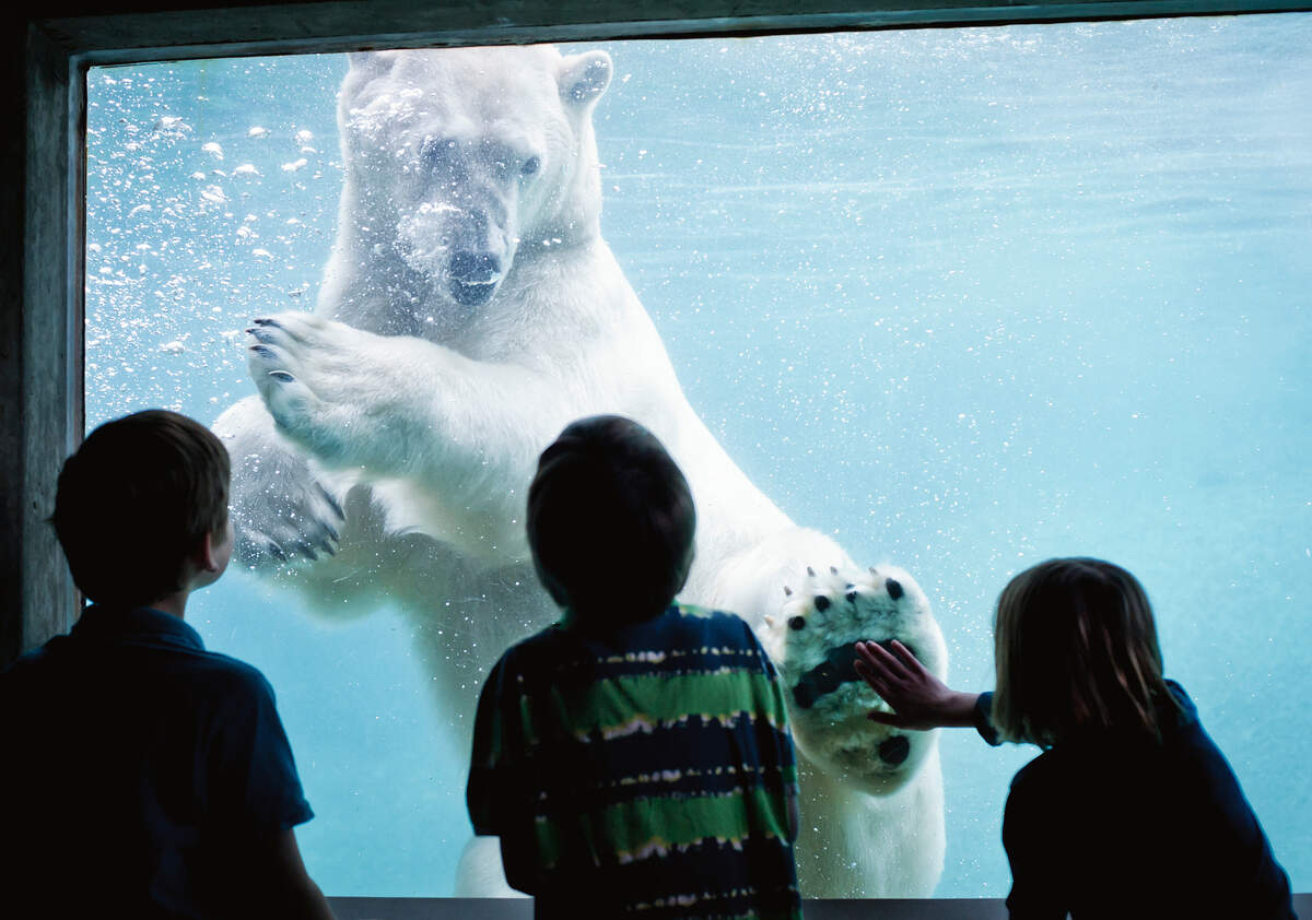 For more than two decades Blizzard the polar bear wowed visitors and, later in life, helped researchers learn more about his species.